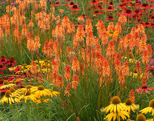 Buy red hot poker Kniphofia 'Ember Glow ('Tneg') (PBR) (Glow Series ...