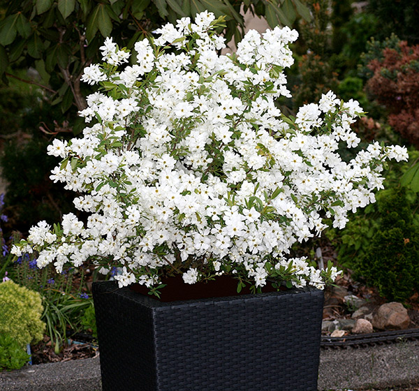 Buy pearl bush Exochorda × macrantha 'Niagara (PBR 