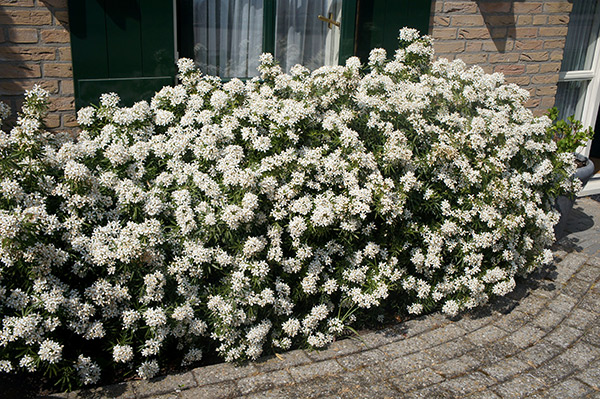 Buy Mexican orange blossom Choisya × dewitteana 'White ...