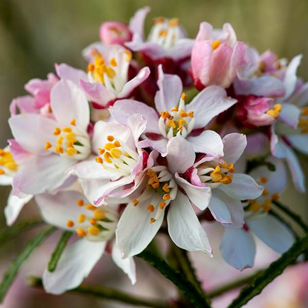 Buy Mexican orange blossom Choisya ternata 'Apple Blossom ('Pmoore09
