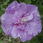 Hibiscus syriacus Lavender Chiffon ('Notwoodone') (PBR)