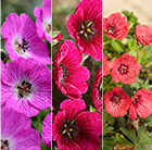 Geranium cinereum Jolly Jewel collection