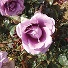 Rosa Harry Edland