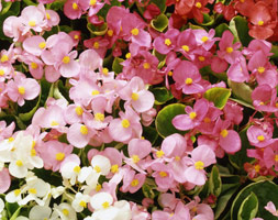 Begonia 'Heaven Delight F1 Mixed' (40 plus 20 FREE large plug plants) Begonia 'Heaven Delight F1 Mixed' (40 plus 20 FREE large plug plants)