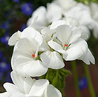 Geranium (pelargonium ) White