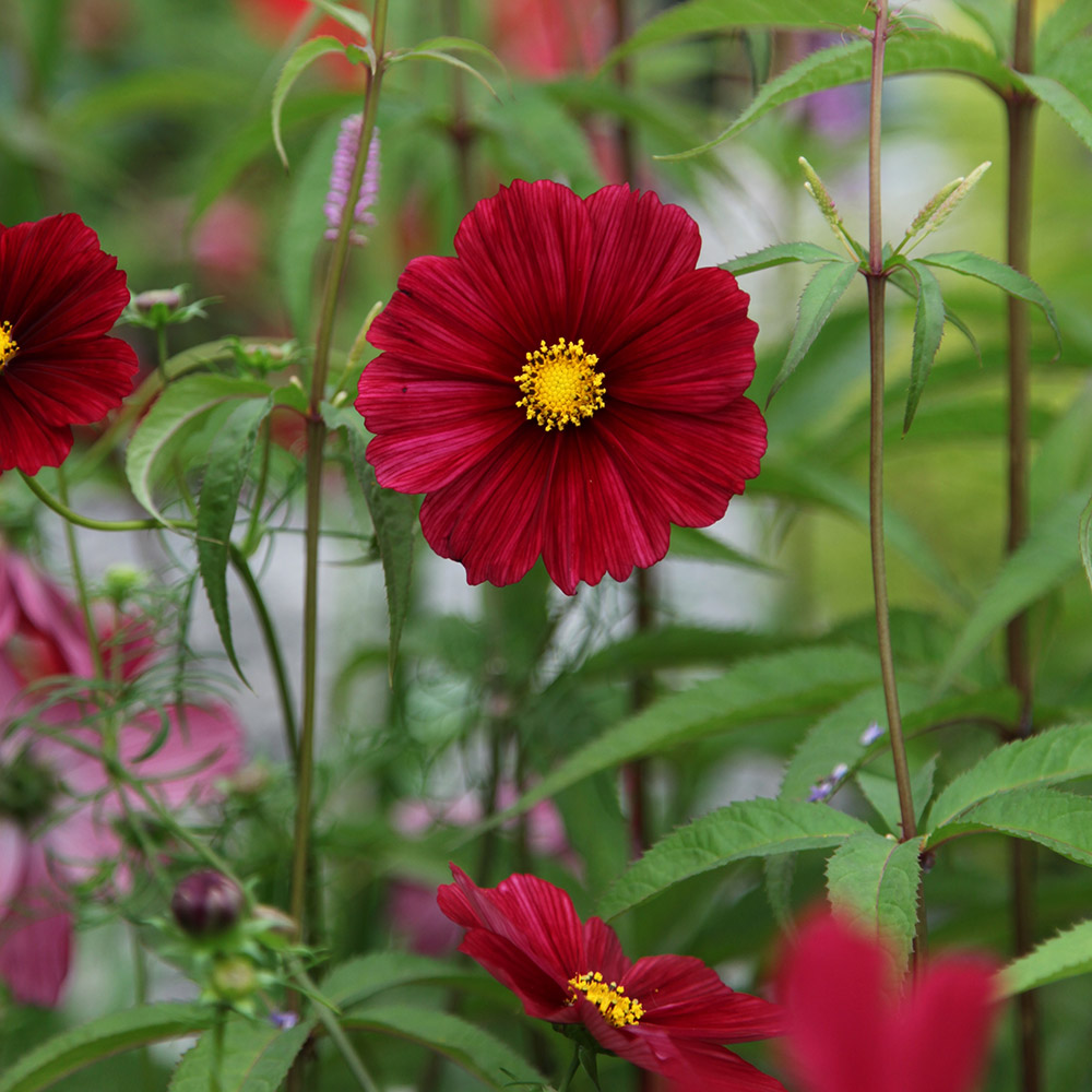 Buy 40 plus 20 FREE large plug plants Cosmos bipinnatus