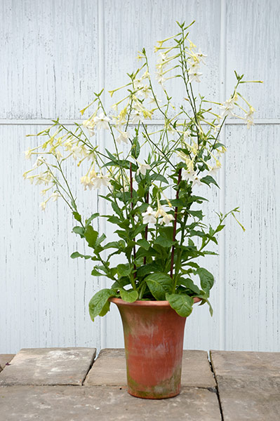 Buy 40 plus 20 FREE large plug plants Nicotiana alata