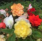 Begonia Illumination Mixed