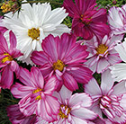 Cosmos Razzmatazz Series