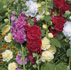Alcea - Hollyhock Charters double mixed