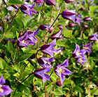 Clematis Prince William ('Zo08171') (PBR)
