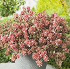 Abelia × grandiflora Magic Daydream ('Opstal103') (PBR)