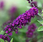 Buddleja Little Nugget ('POQUITO') (PBR)
