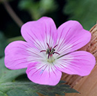 Geranium Boo ('BloomTime') (PBR)