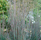 Schizachyrium scoparium Standing Ovation (PBR)
