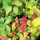 blueberry Yelloberry Blue ('ANDVAL1601') (PBR)