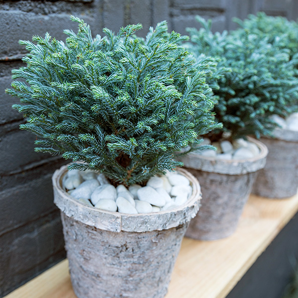 Buy sawara cypress Chamaecyparis pisifera ‘Blue Moon (PBR)’: Delivery