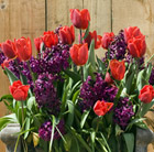 Bulbs for pots - Red and plum