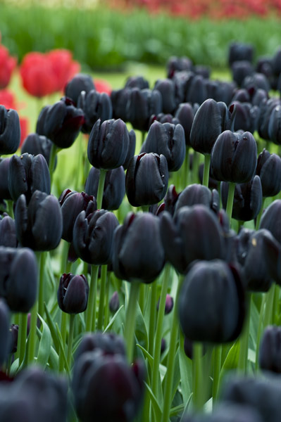 Buy single late tulip bulbs Tulipa 'Cafe Noir': Delivery 