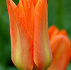 Tulipa Orange Brilliant