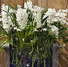 Bulbs for pots - Ice whites