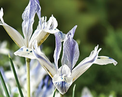 Iris andapos;Painted Ladyandapos; (Reticulata) (iris bulbs)