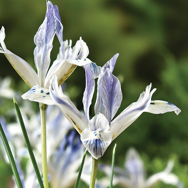 Buy iris bulbs Iris 'Painted Lady (Reticulata)' Delivery by Crocus