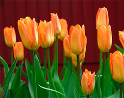 Tulipa andapos;Generaal de Wetandapos; (single early tulip bulbs)