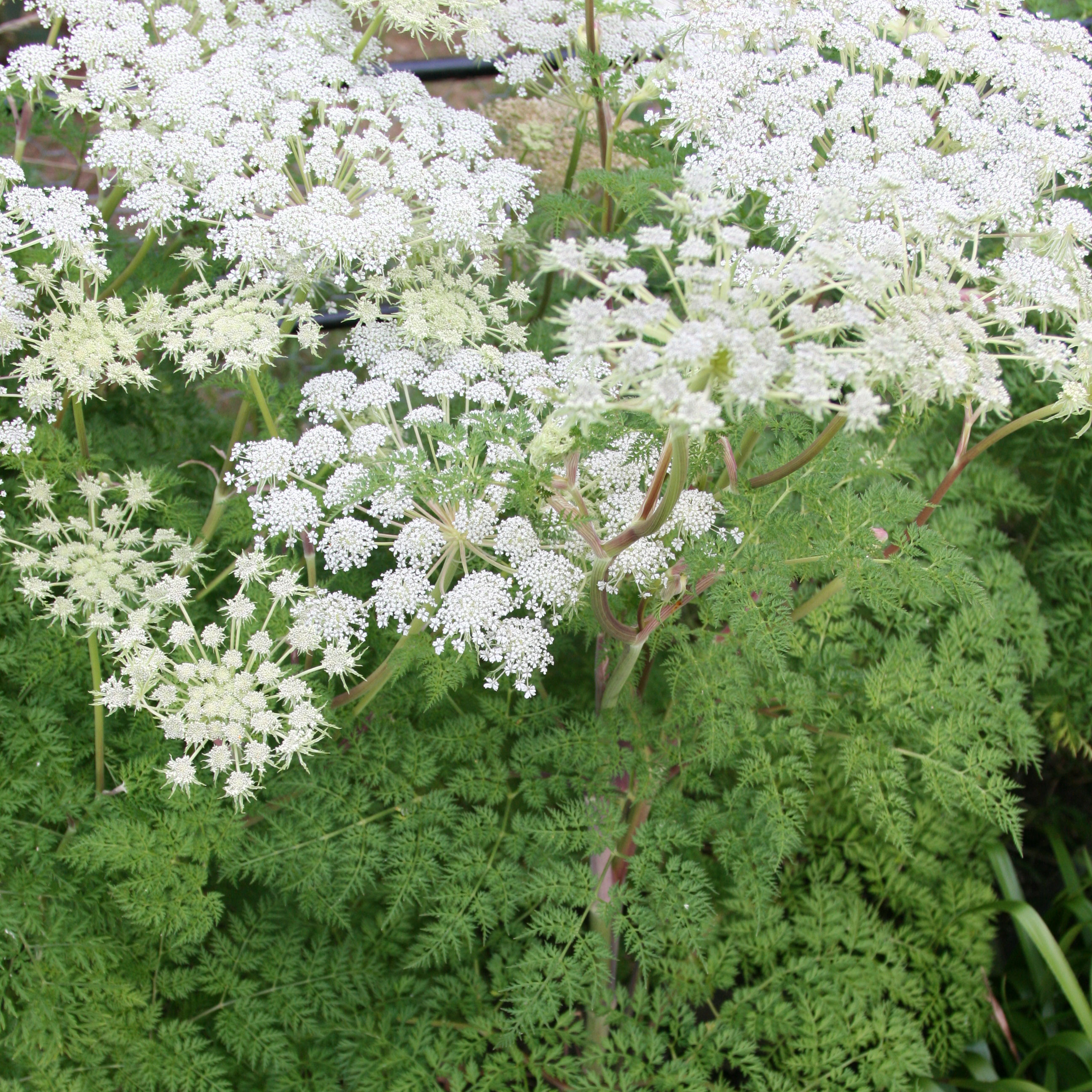 Buy milk parsley Selinum wallichianum Delivery by Crocus
