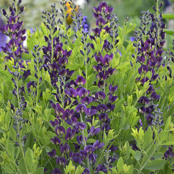 Buy false indigo Baptisia 'Grape Taffy': Delivery by Crocus