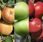 apple Bramley 20 / Christmas Pippin / Scrumptious