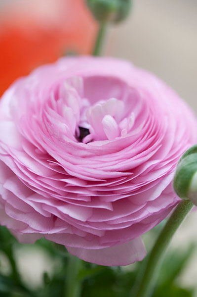 Buy ranunculus bulbs - (syn Aviv Pink ) Ranunculus 'Aviv Rose ...