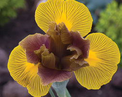 Iris andapos;Lion Kingandapos; (Dutch iris bulbs)