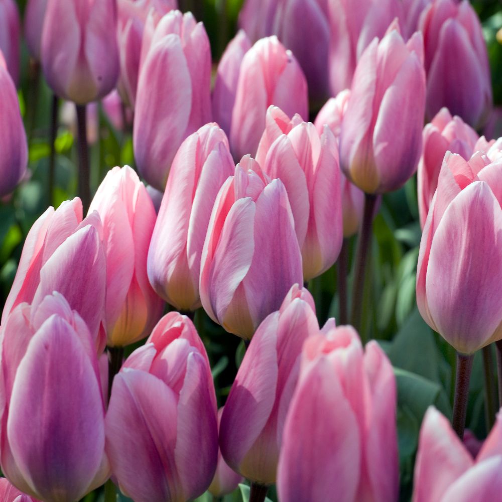 Buy Darwin hybrid tulip bulbs Tulipa 'Light and Dreamy' Delivery by Crocus