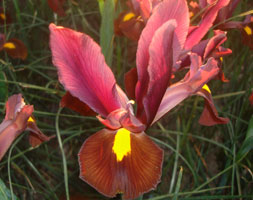 Iris andapos;Red Emberandapos; (Dutch iris bulbs)
