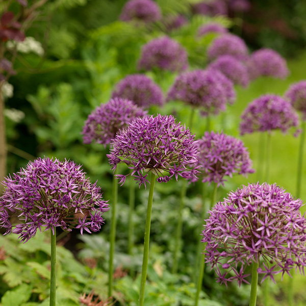 buy allium bulbs allium stipitatum violet beauty delivery by crocus buy allium bulbs allium stipitatum violet beauty delivery by crocus