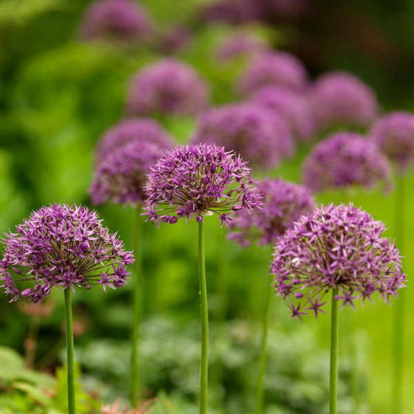 Buy allium bulbs Allium stipitatum 'Violet Beauty': Delivery by Crocus