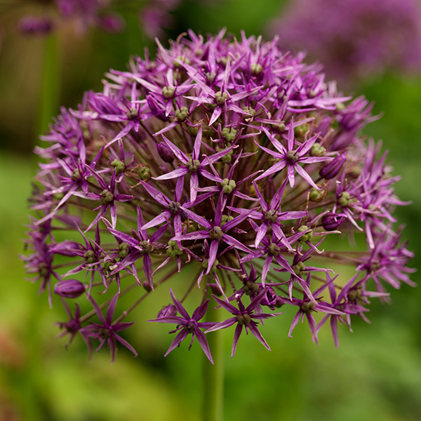 Buy allium bulbs Allium stipitatum 'Violet Beauty'