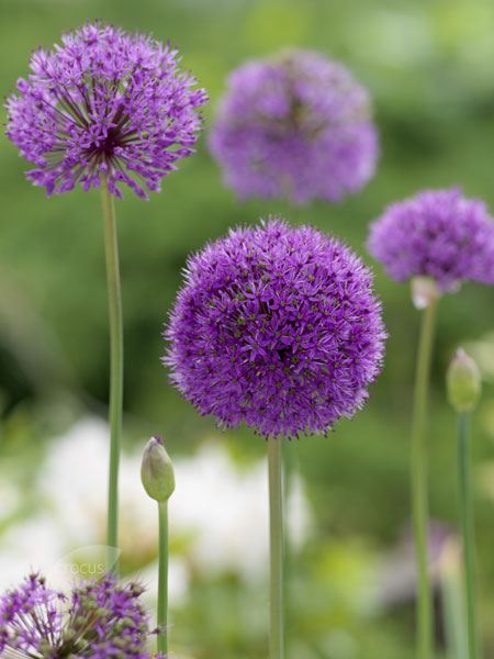 Buy allium bulbs - syn aflatunense Allium hollandicum '(aflatunense