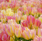 Tulipa Antoinette (PBR)