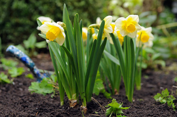 st patricks day large cupped daffodil flowers