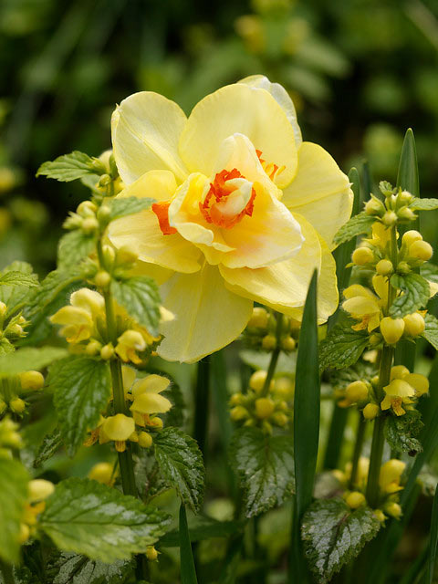 Buy double daffodil bulbs Narcissus 39;Tahiti39;