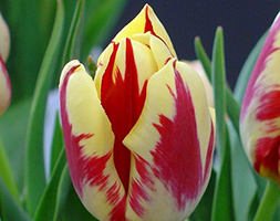 Tulipa andapos;Grand Perfectionandapos; (PBR) (triumph tulip bulbs)