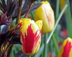 Tulipa andapos;Washingtonandapos; (triumph tulip bulbs)