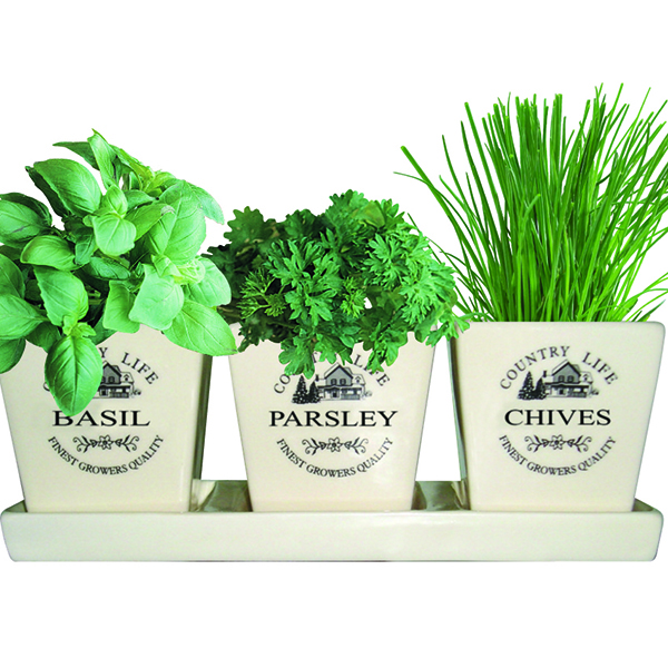 Buy Gift Set Ceramic Windowsill Herb 'gift Set': Delivery By Waitrose 