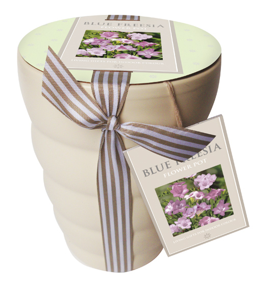 Buy gift set Freesia 39;and ceramic pot gift set39;: Delivery by Crocus