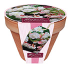 Begonia 'Mothers Day' & pot gift set