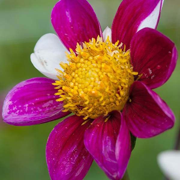 Buy single dahlia tuber Dahlia 'Twyning's Smartie'