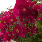 Rosa Flower Carpet Red Velvet ('Noare') (PBR)