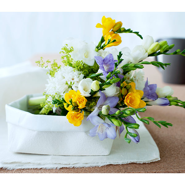 Buy freesia collection Freesia 39;collection39;: Delivery by Crocus